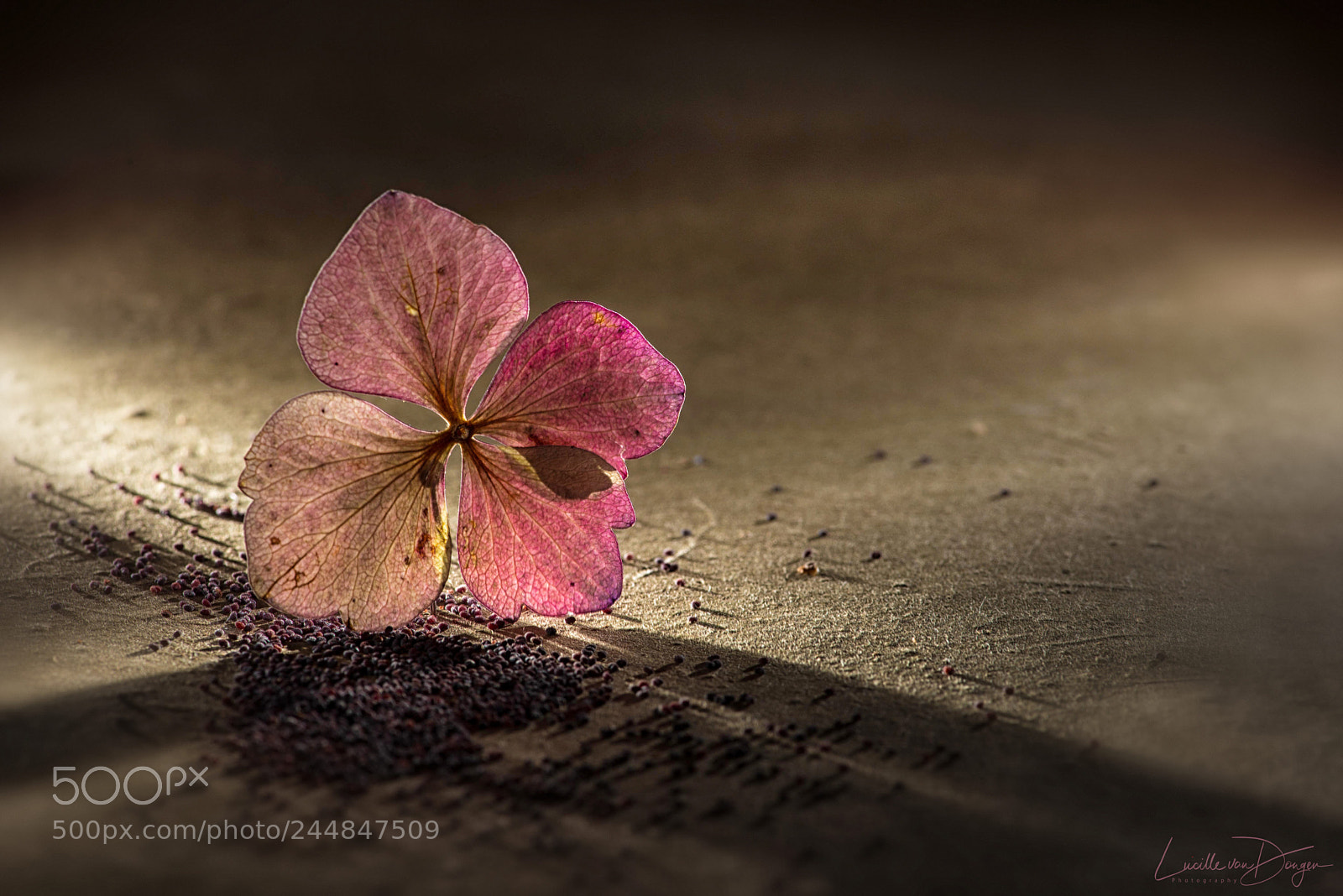 Nikon D610 sample photo. Hydrangea photography