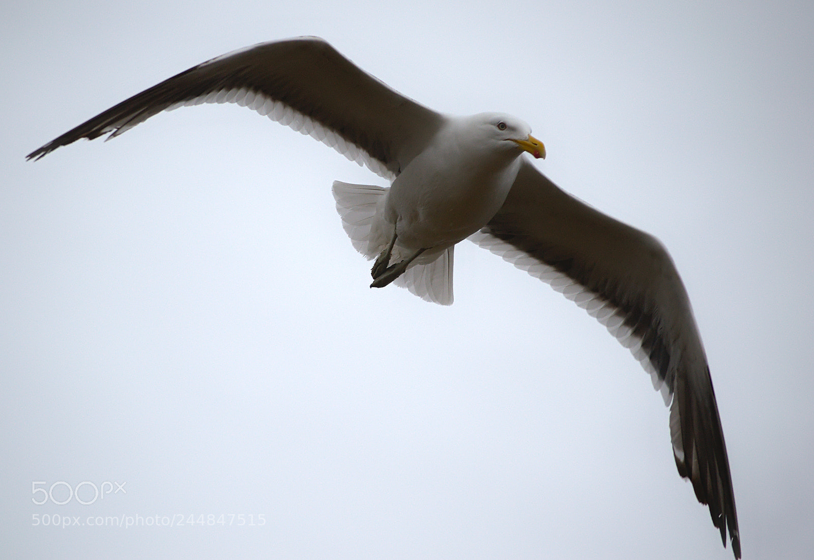 Nikon D3200 sample photo. Seagull photography