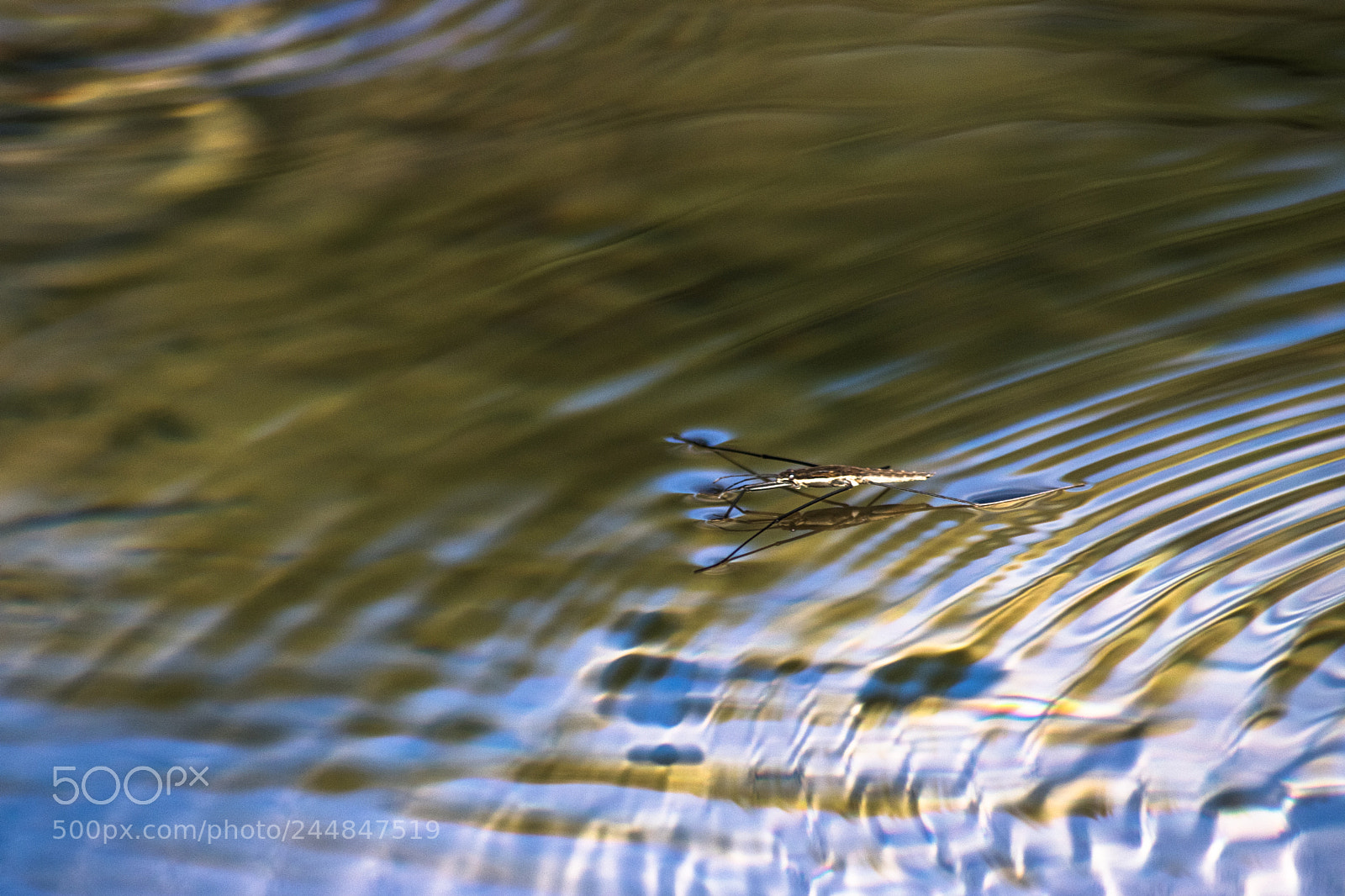 Canon EOS 750D (EOS Rebel T6i / EOS Kiss X8i) sample photo. Pond skaters photography
