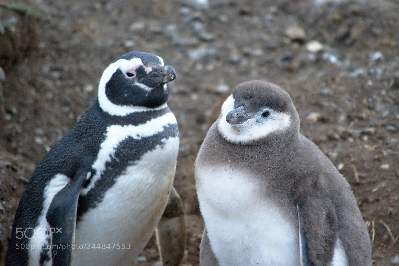 Nikon D3200 sample photo. Mrs. penguin and son photography