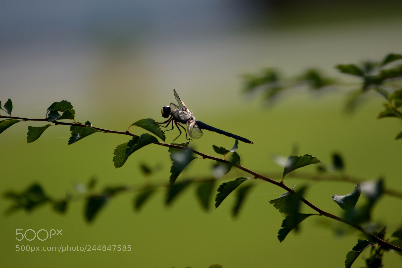 Nikon D7100 sample photo. Skimmer photography