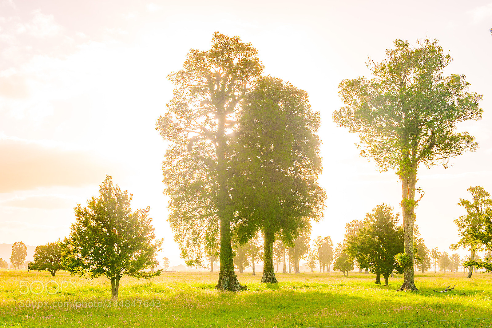 Nikon Df sample photo. Vision photography