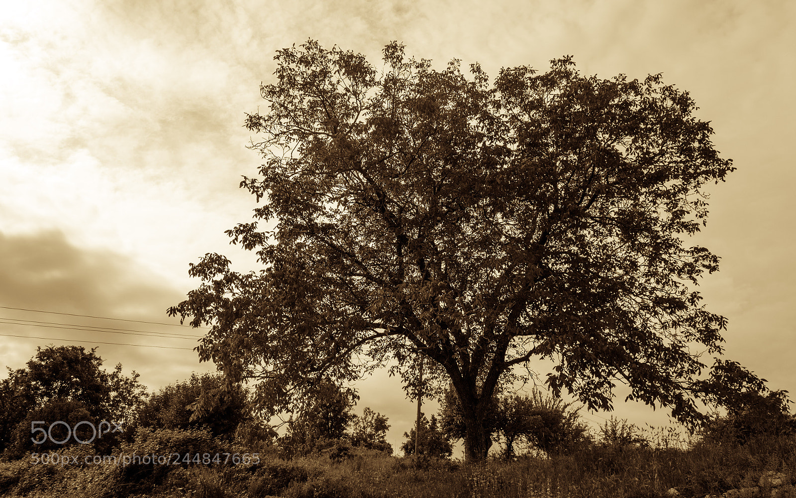 Nikon D5100 sample photo. Stari orah photography