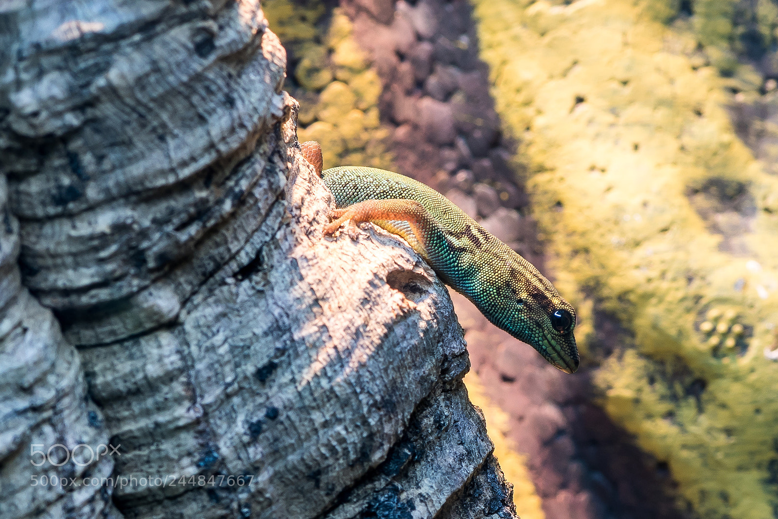 Nikon D810 sample photo. Young gecko 1 photography