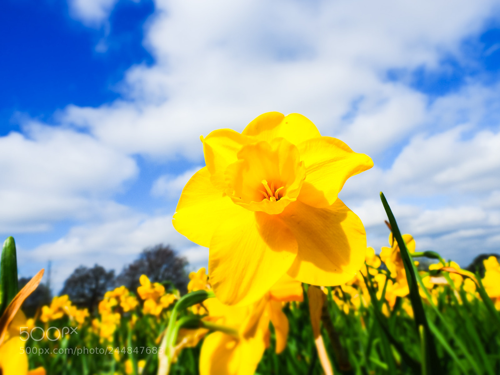 Olympus OM-D E-M5 II sample photo. Daffodil photography