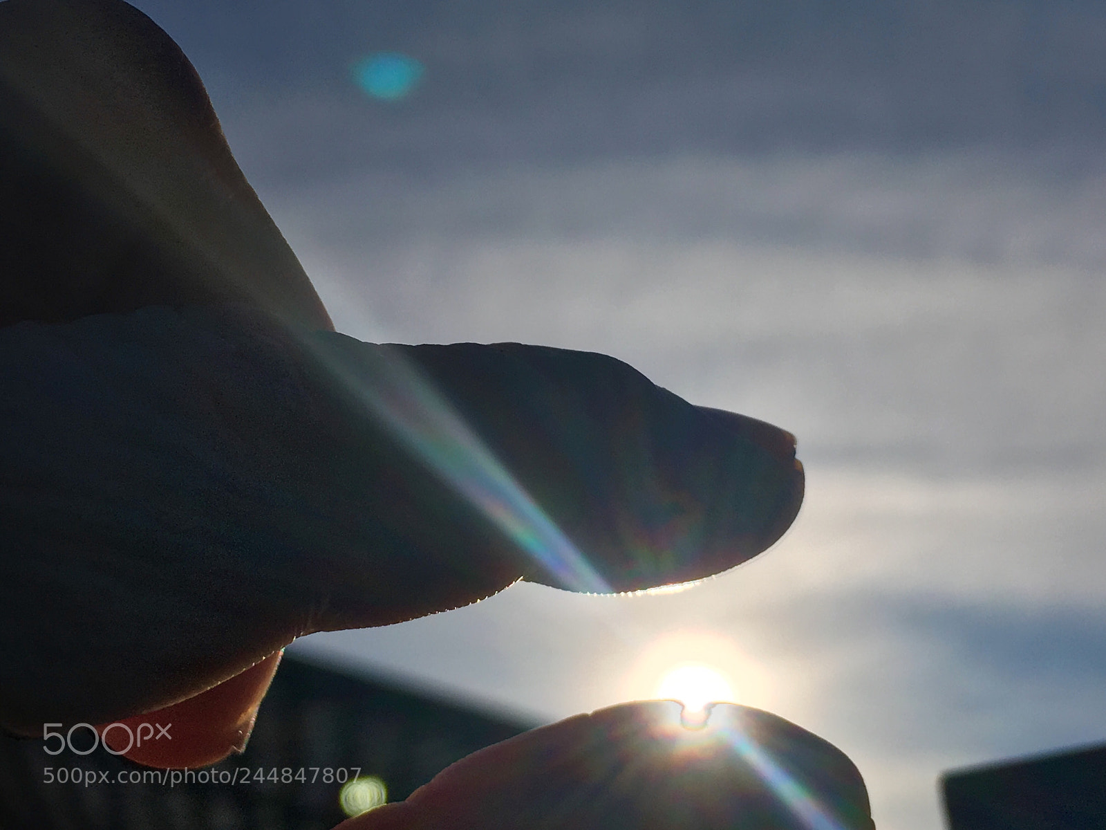 Apple iPhone 6s Plus sample photo. Vitamin d photography
