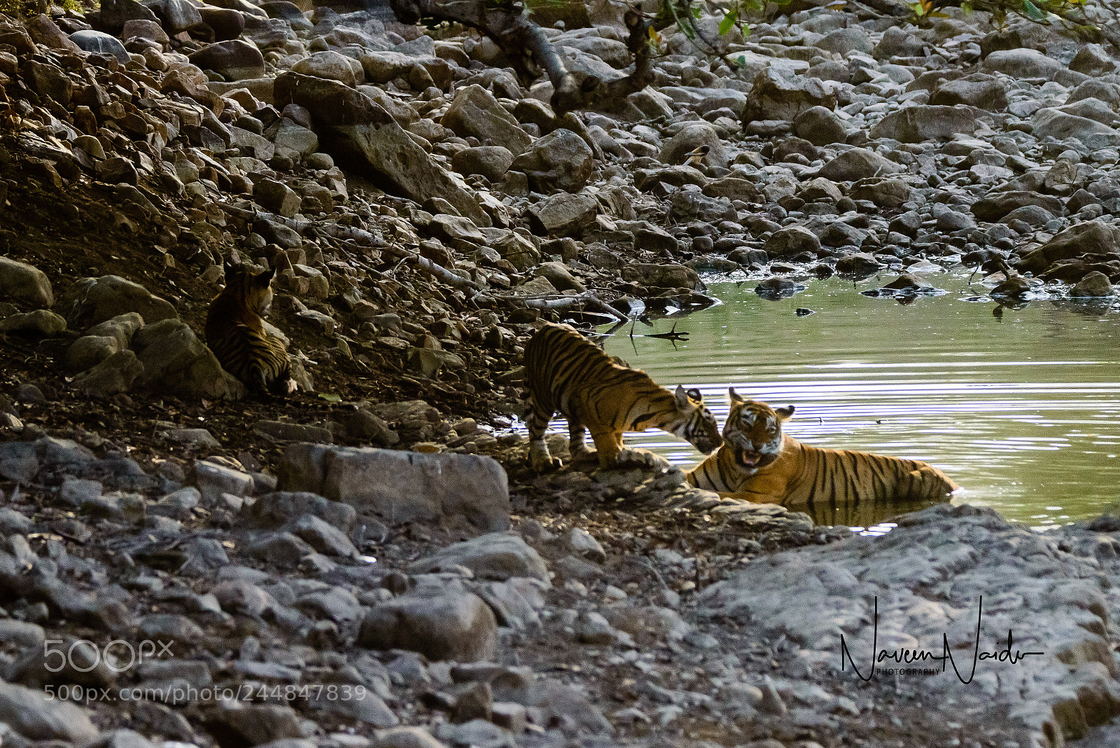 Nikon D800 sample photo. Very funny photography