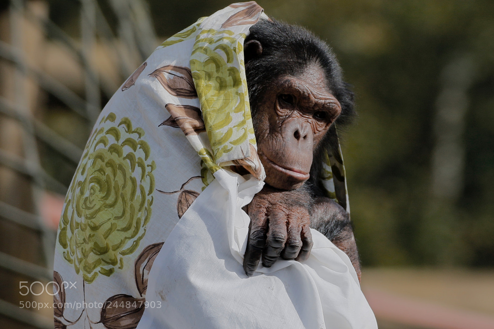 Canon EOS 7D Mark II sample photo. Monkey world photography
