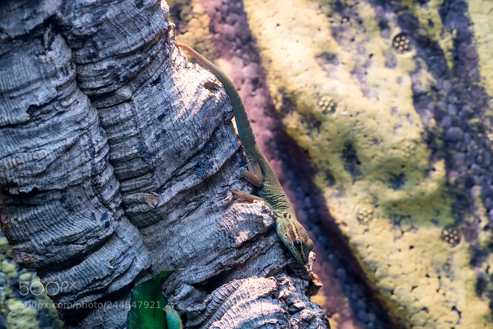 Nikon D810 sample photo. Young gecko ll photography