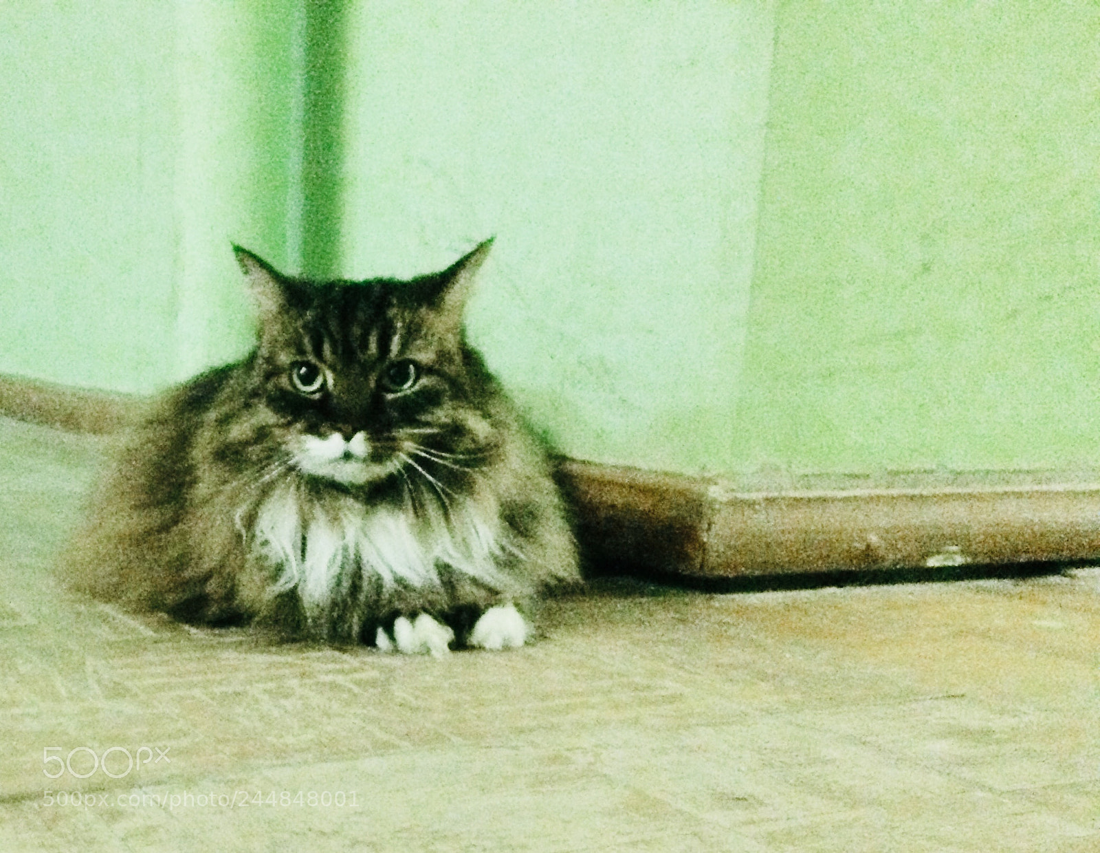 Apple iPhone 5s sample photo. Untitled photography