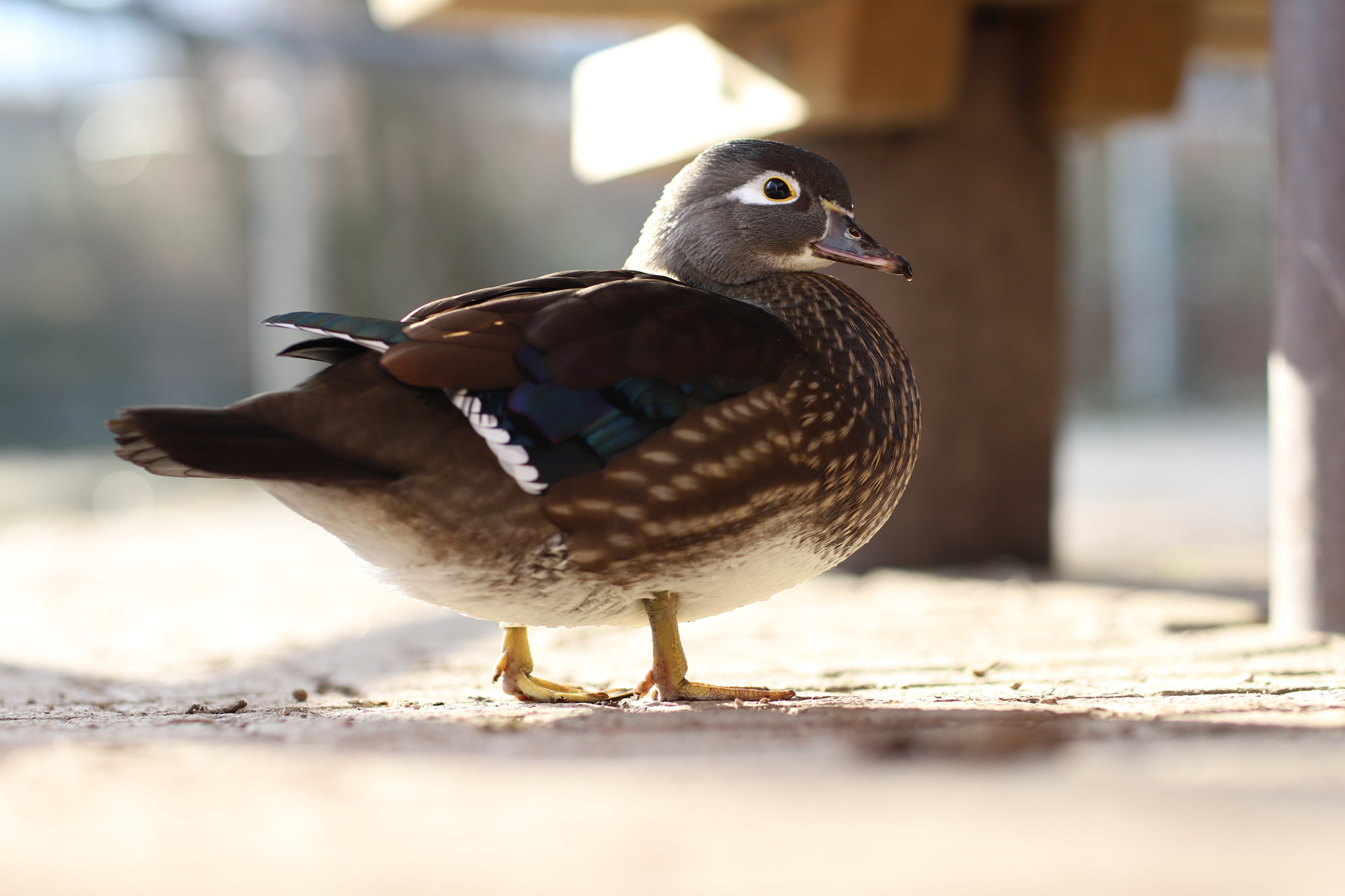 Canon EF 85mm F1.2L II USM sample photo. The duck photography