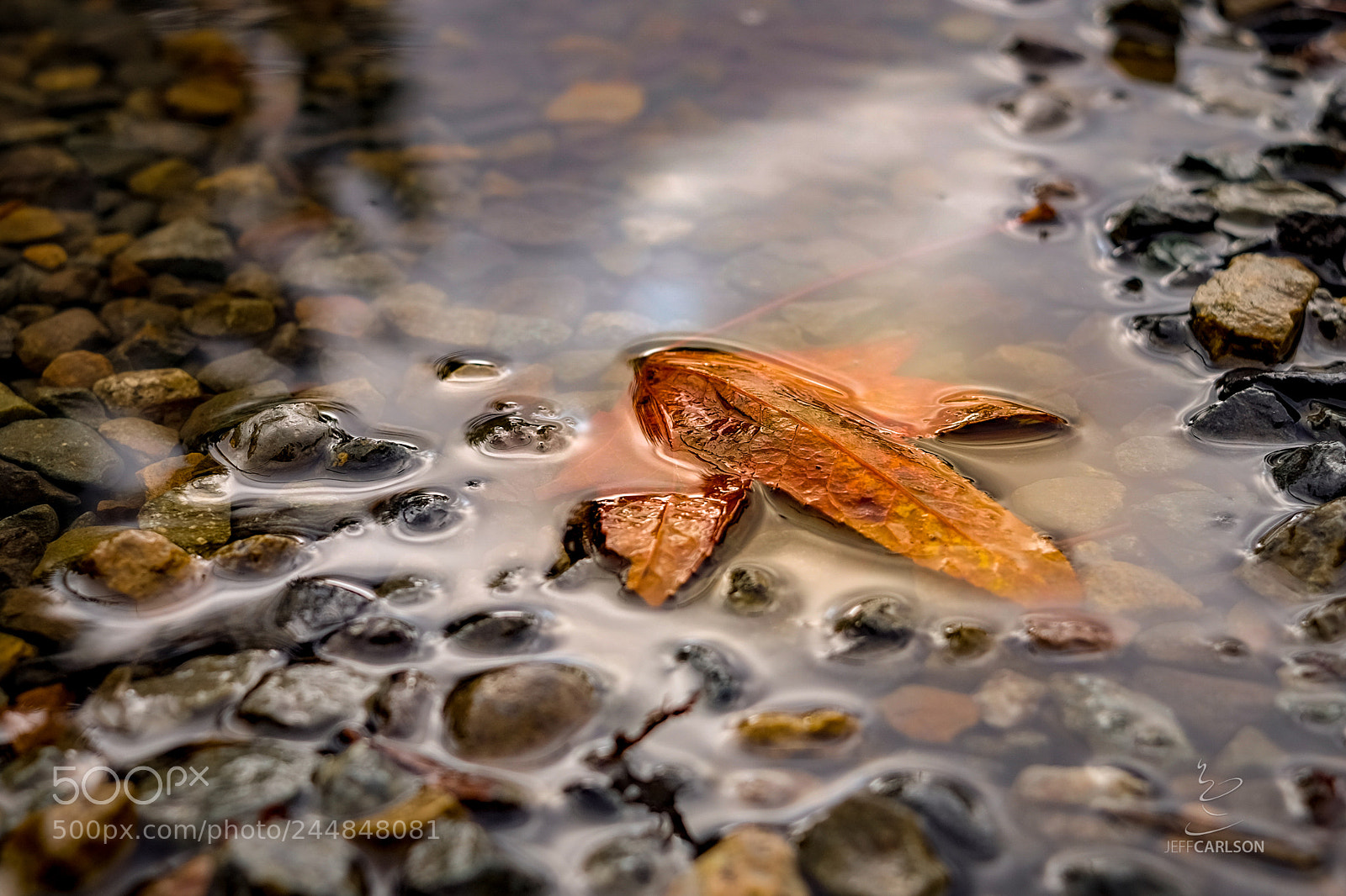 Fujifilm X-T1 sample photo. Autumn remnant photography