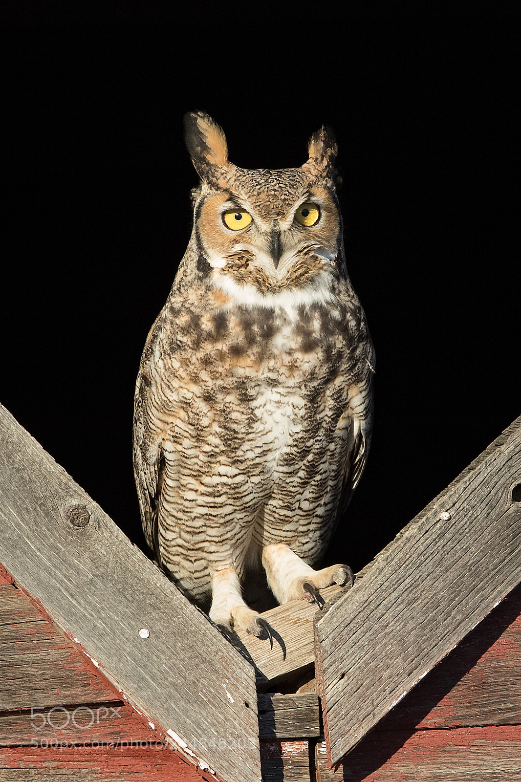 Canon EOS-1D X Mark II sample photo. Great horned owl photography