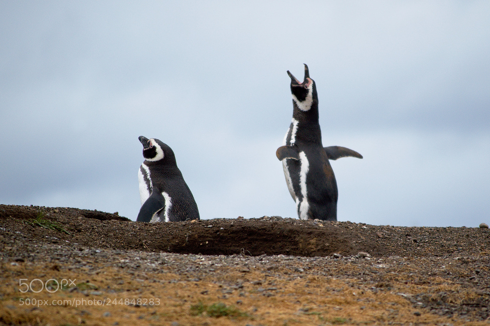Nikon D3200 sample photo. Calling penguin photography