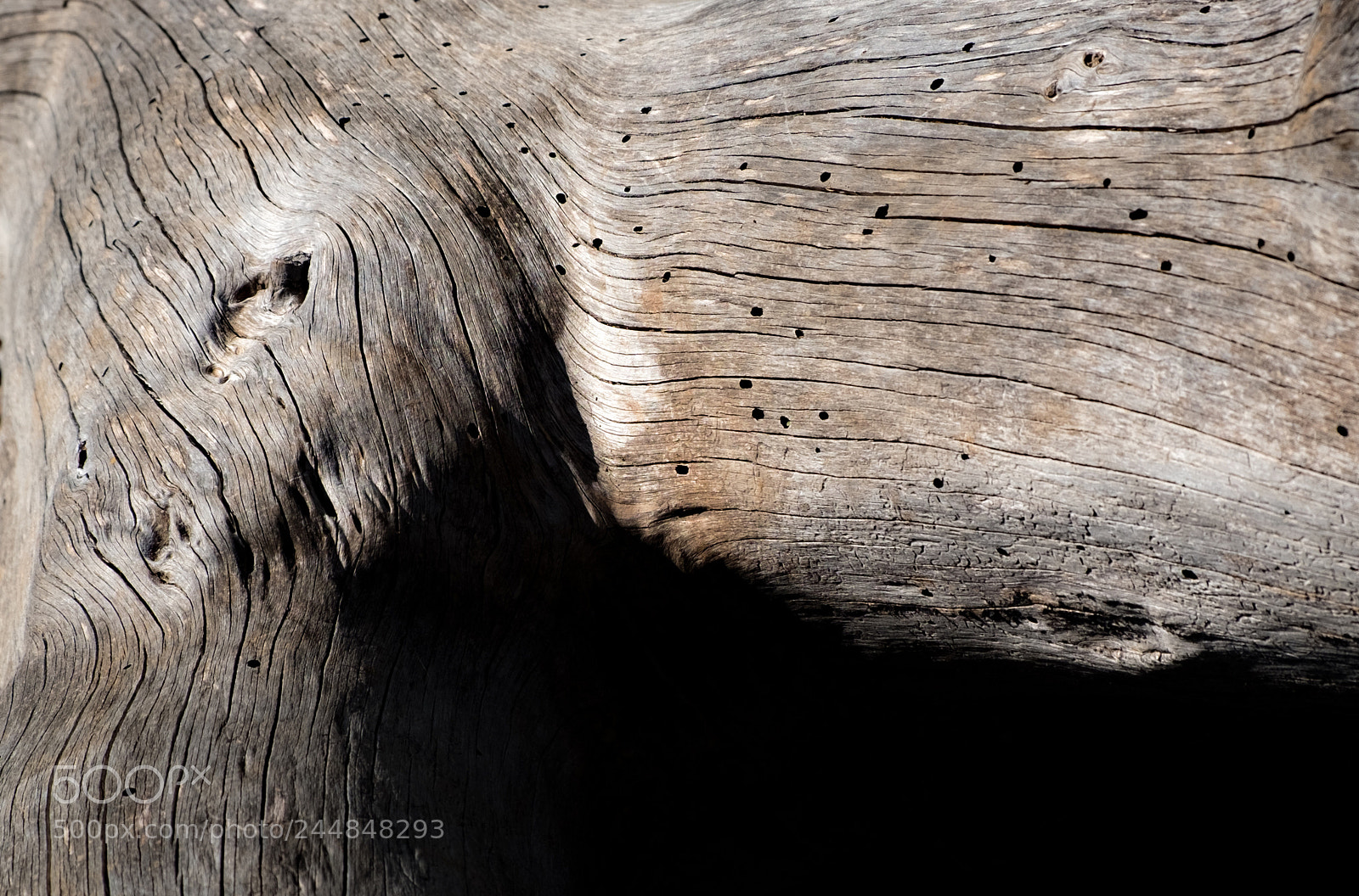 Fujifilm X-E2S sample photo. Woods photography