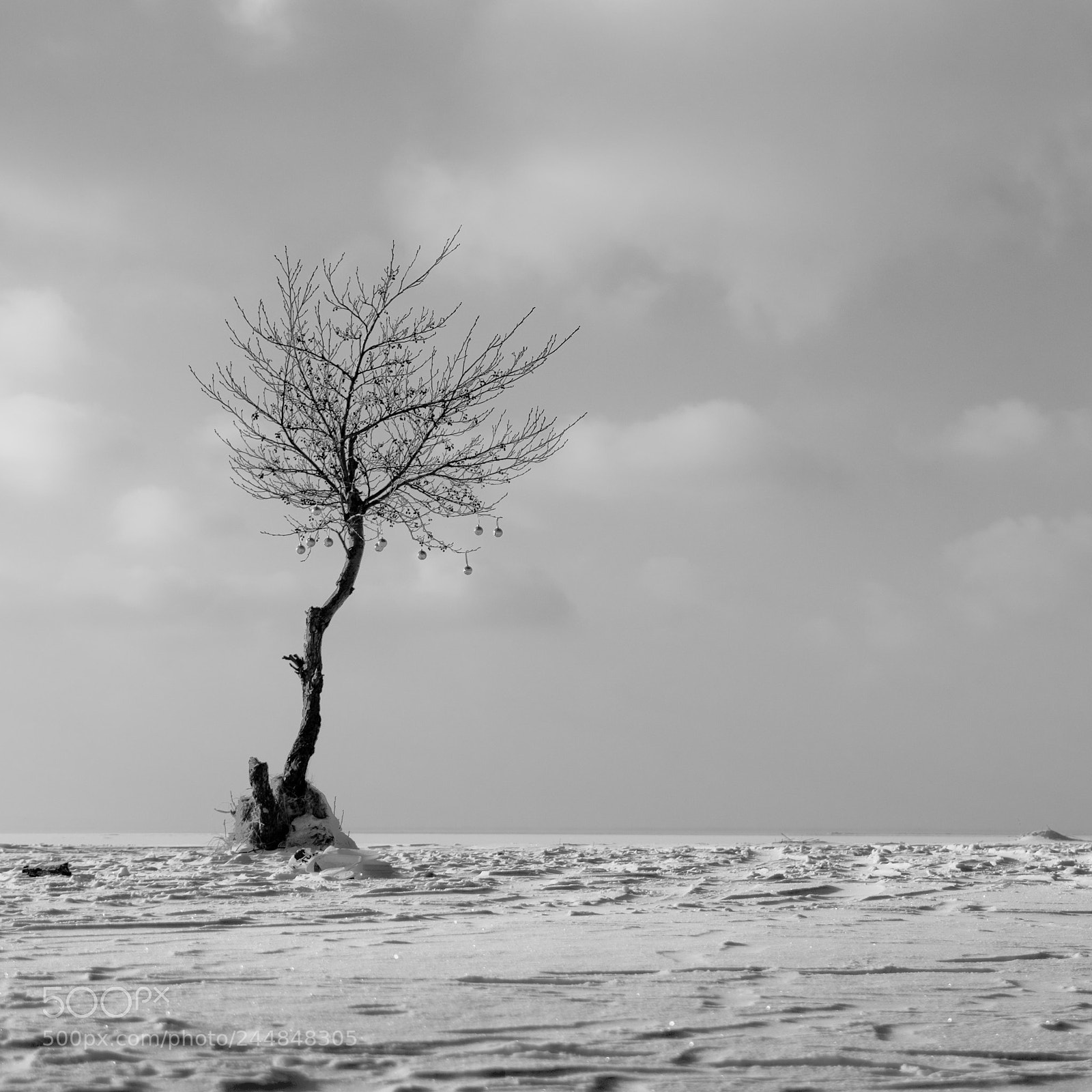 Nikon D80 sample photo. Lonly winter tree photography