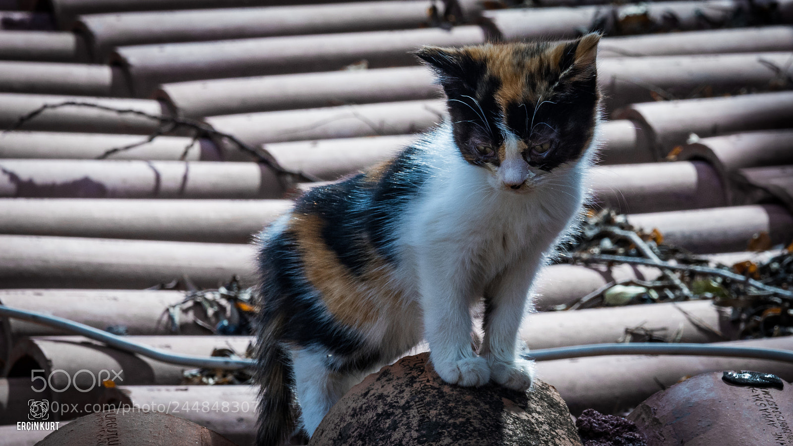 Nikon D7100 sample photo. Kitten on the roof photography