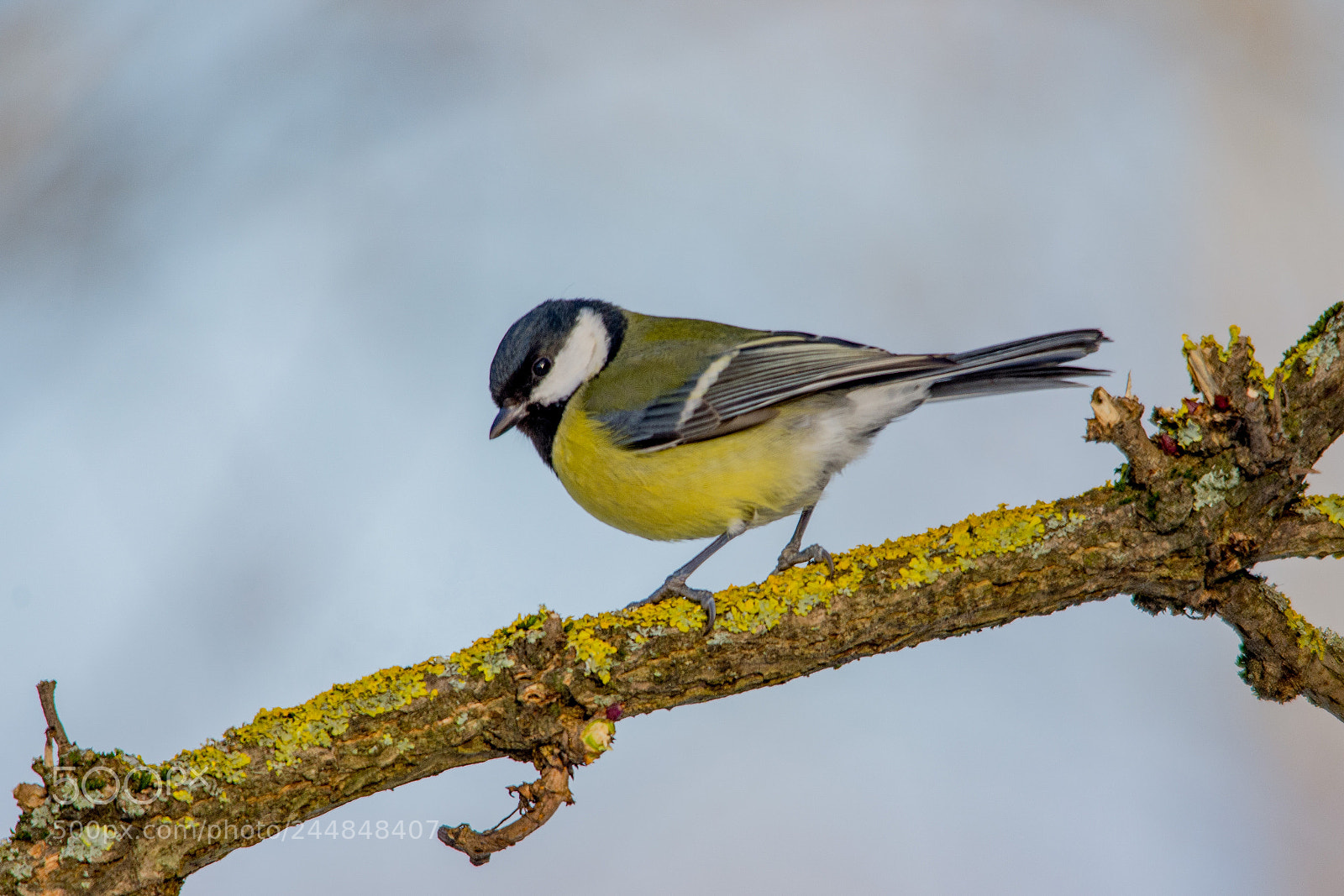Nikon D7200 sample photo. Great tit photography