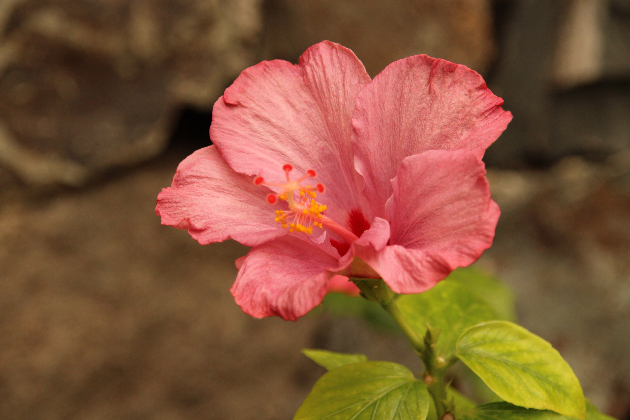 Sigma 18-200mm f/3.5-6.3 DC OS sample photo. Just so beautiful... photography