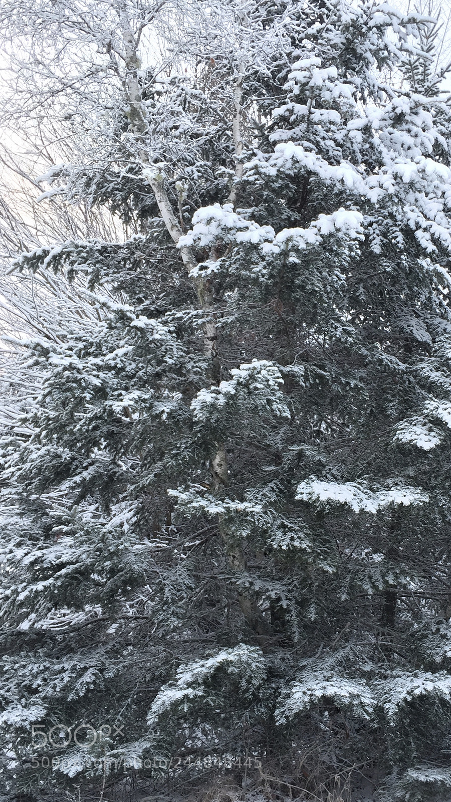 Apple iPhone 6 Plus sample photo. Untitled photography