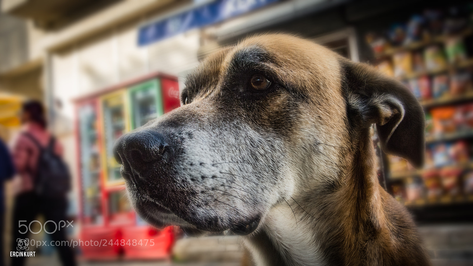 Nikon D7100 sample photo. Good boy photography