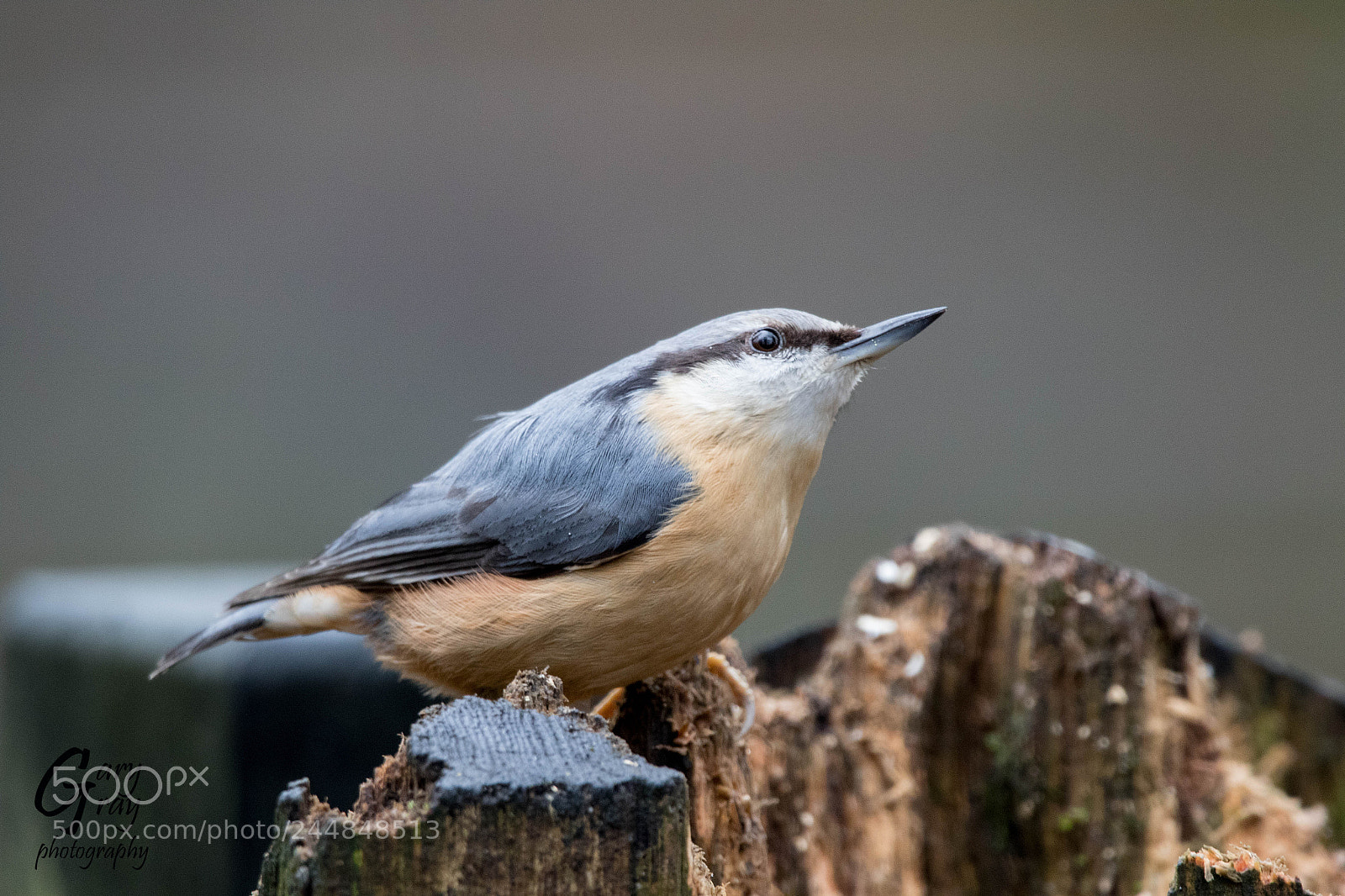 Canon EOS 7D Mark II sample photo. Nuthatch photography