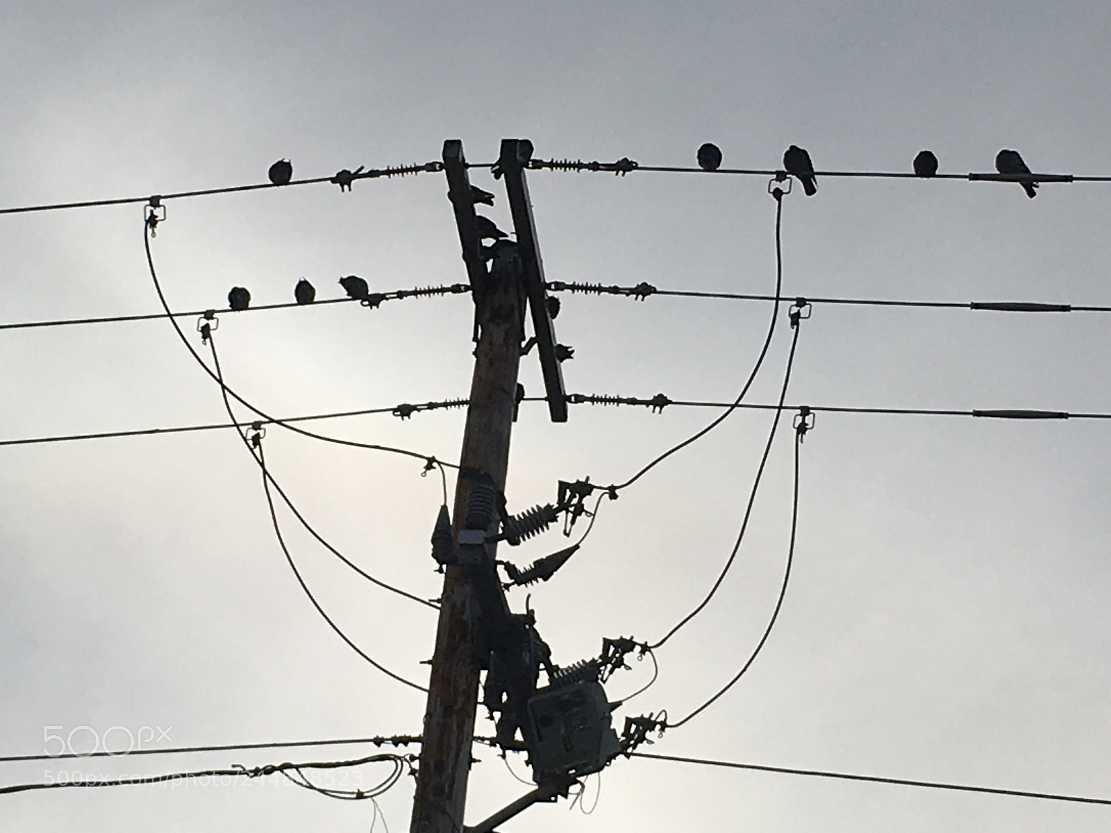 Apple iPhone 6s Plus sample photo. Birds on a wire photography