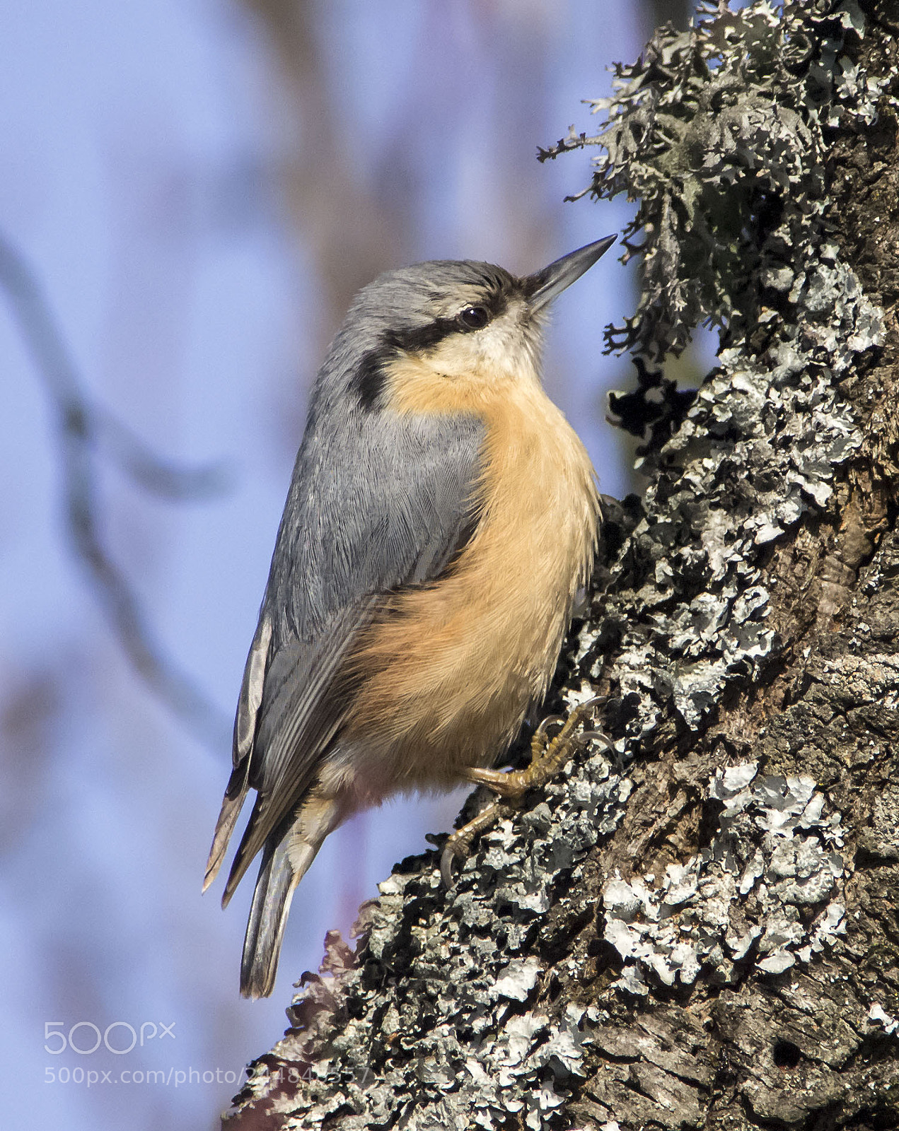 Olympus E-5 sample photo. Eurasian nuthatch photography