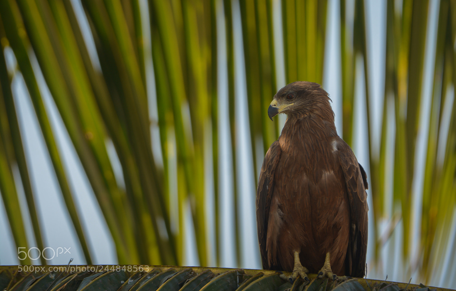 Nikon D7100 sample photo. Hawk eye photography