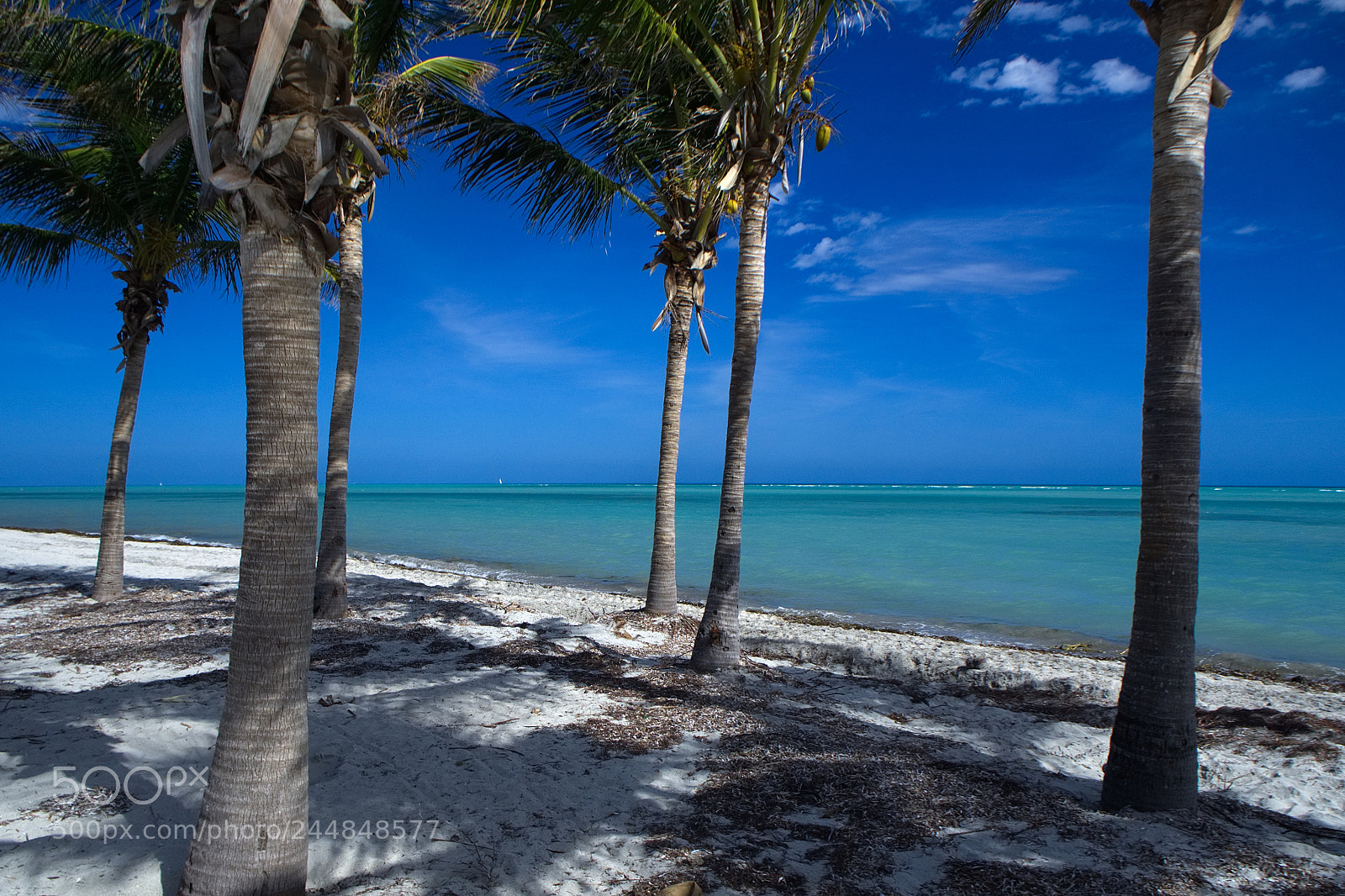 Olympus OM-D E-M10 sample photo. Palms on the ocean photography