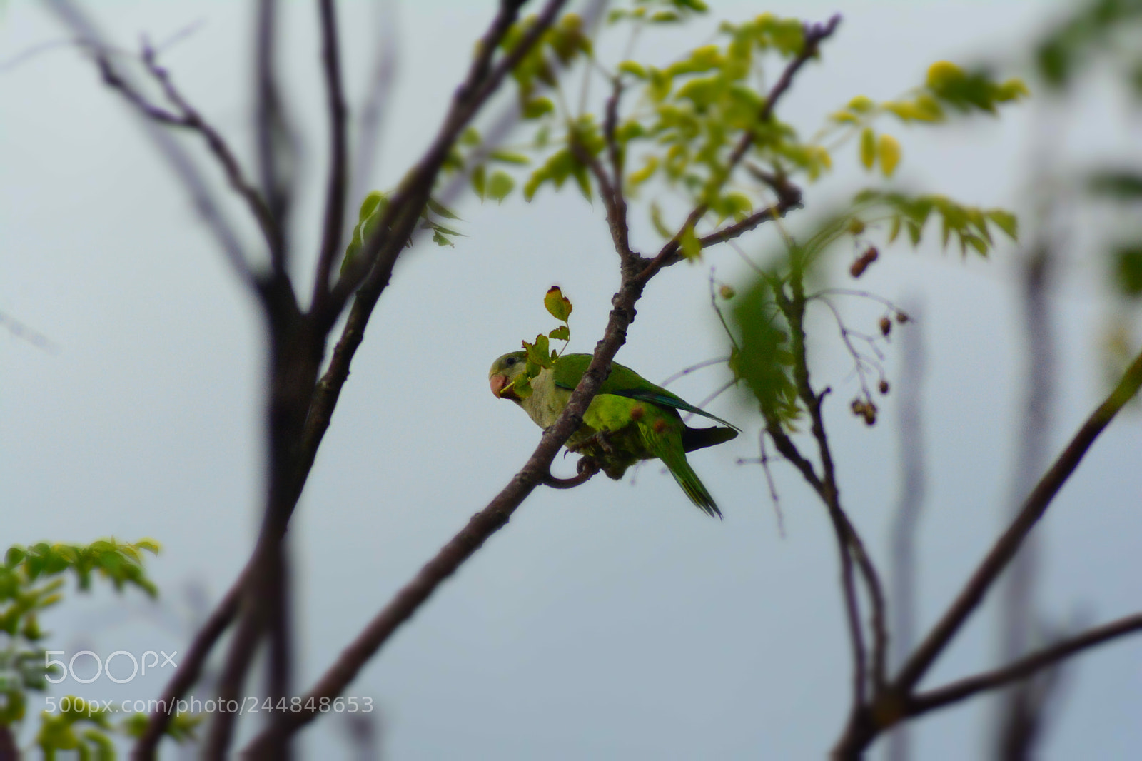 Nikon D7100 sample photo. El "famoso" loro argentino photography