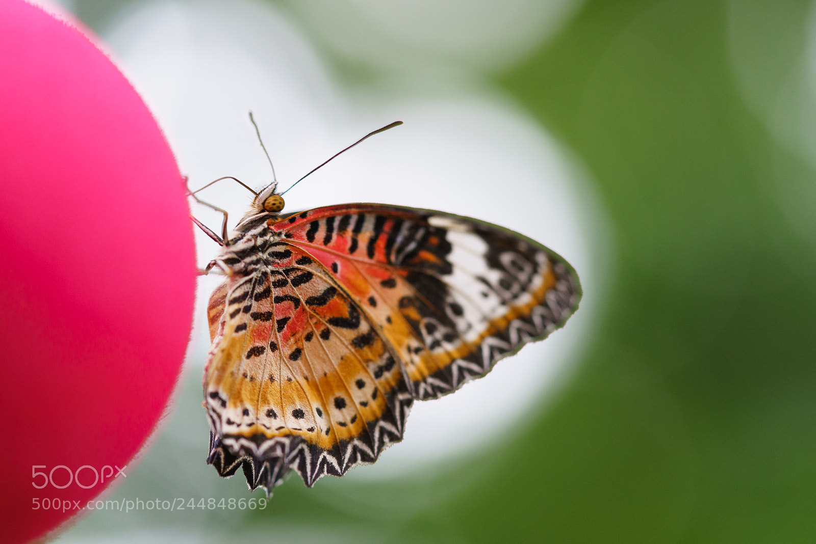 Sony a7R III sample photo. Butterfly ball photography