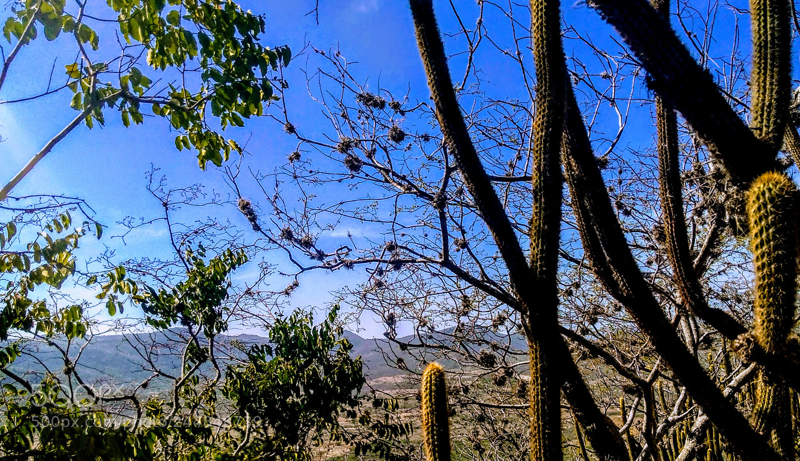 Motorola Moto G Play sample photo. Untitled photography