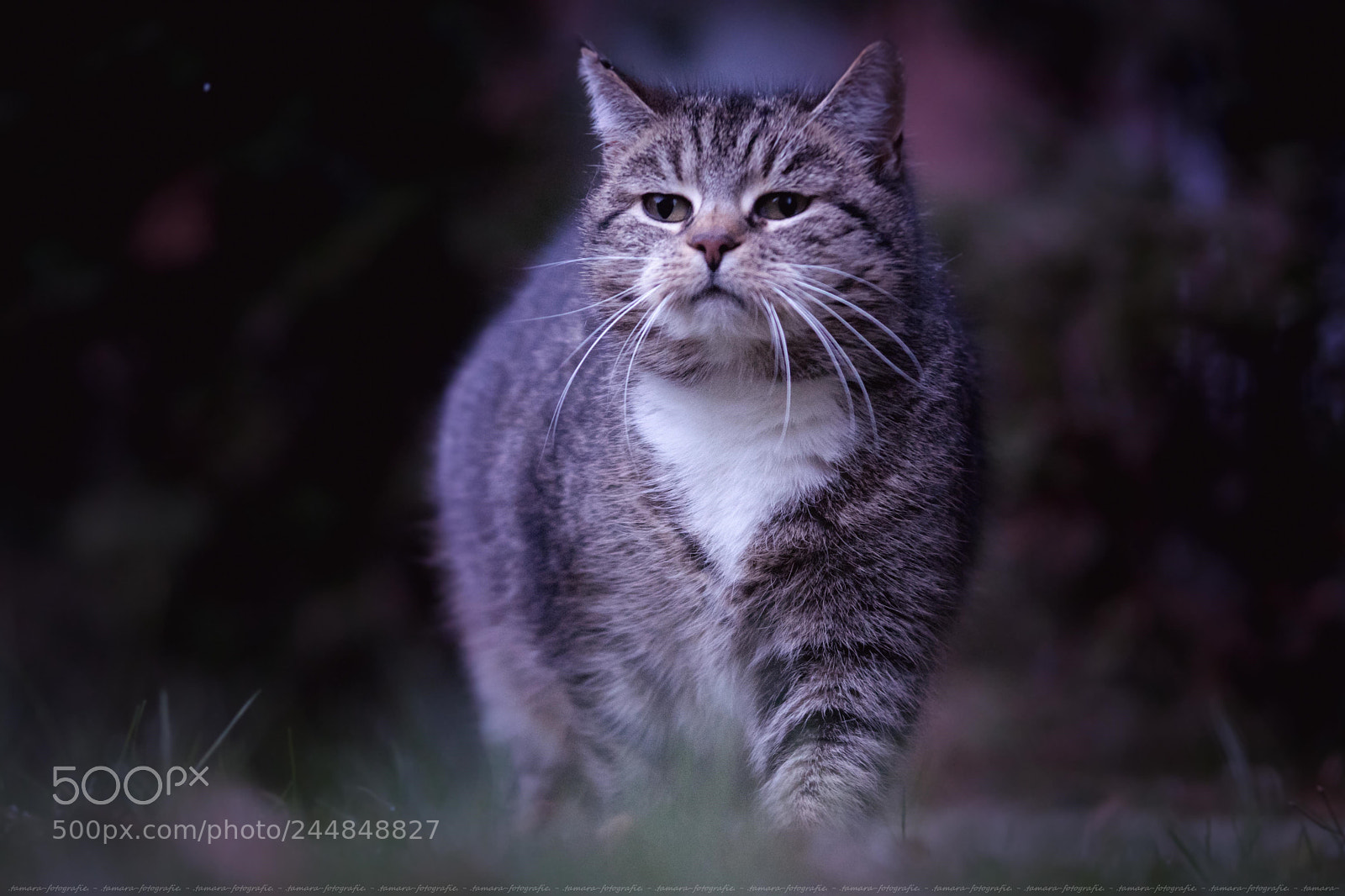 Sony ILCA-77M2 sample photo. F i n e photography