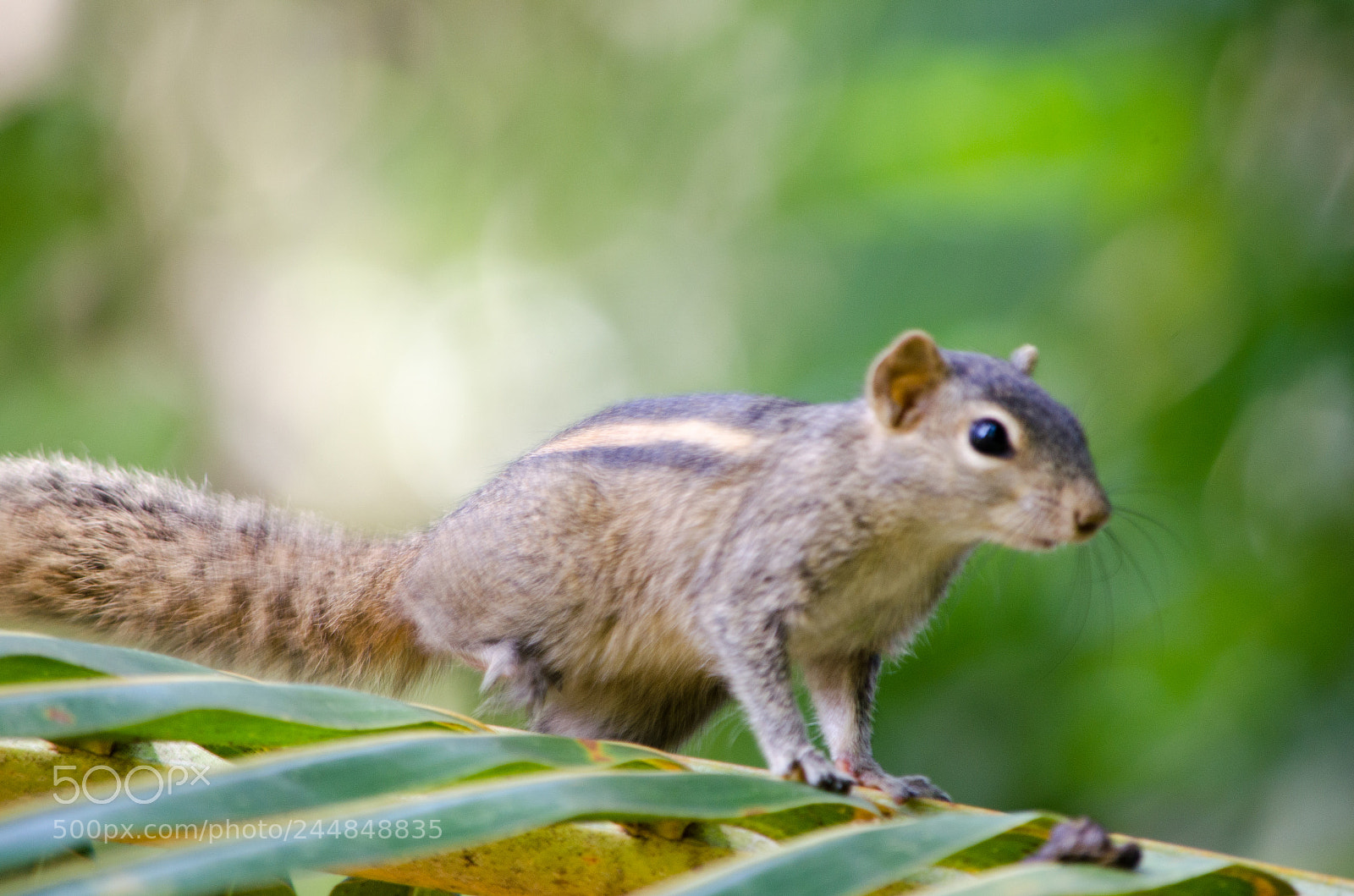 Nikon D5100 sample photo. Funambulus palmarum photography