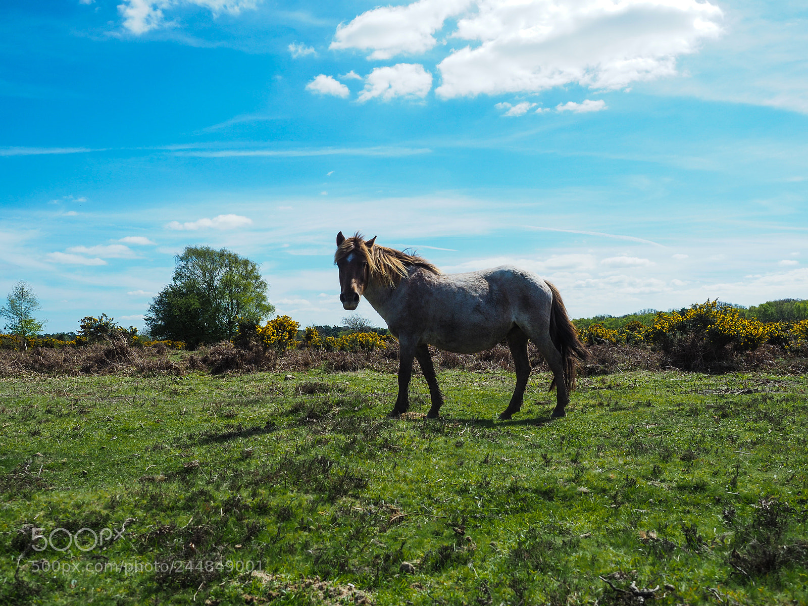 Olympus OM-D E-M5 II sample photo. Pony photography