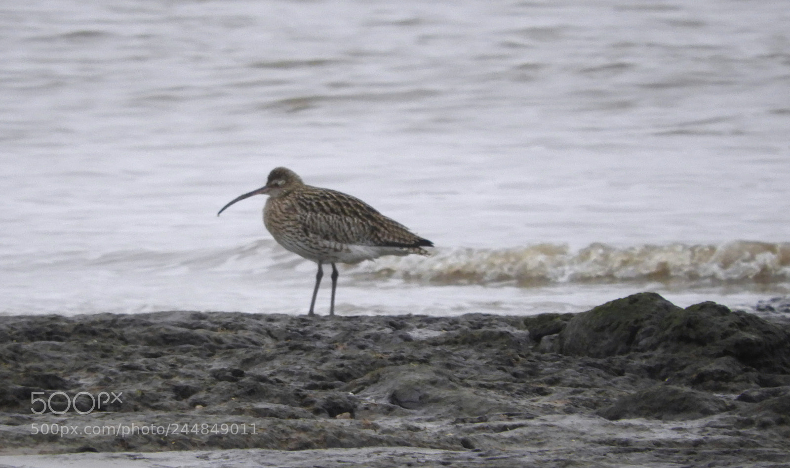 Nikon Coolpix B700 sample photo. Whimbrel photography