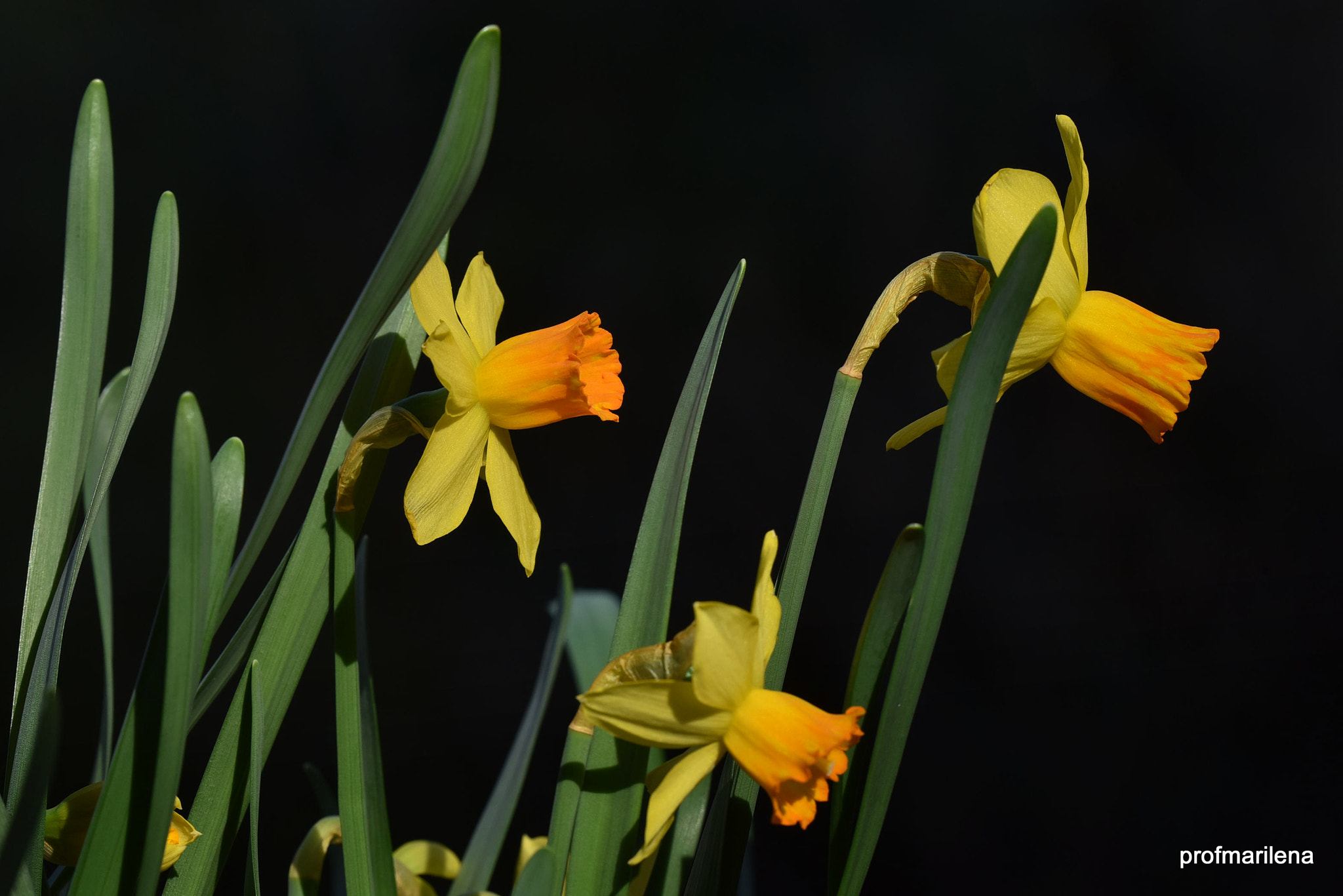 Nikon D810 sample photo. Daffodils in the winter sun photography