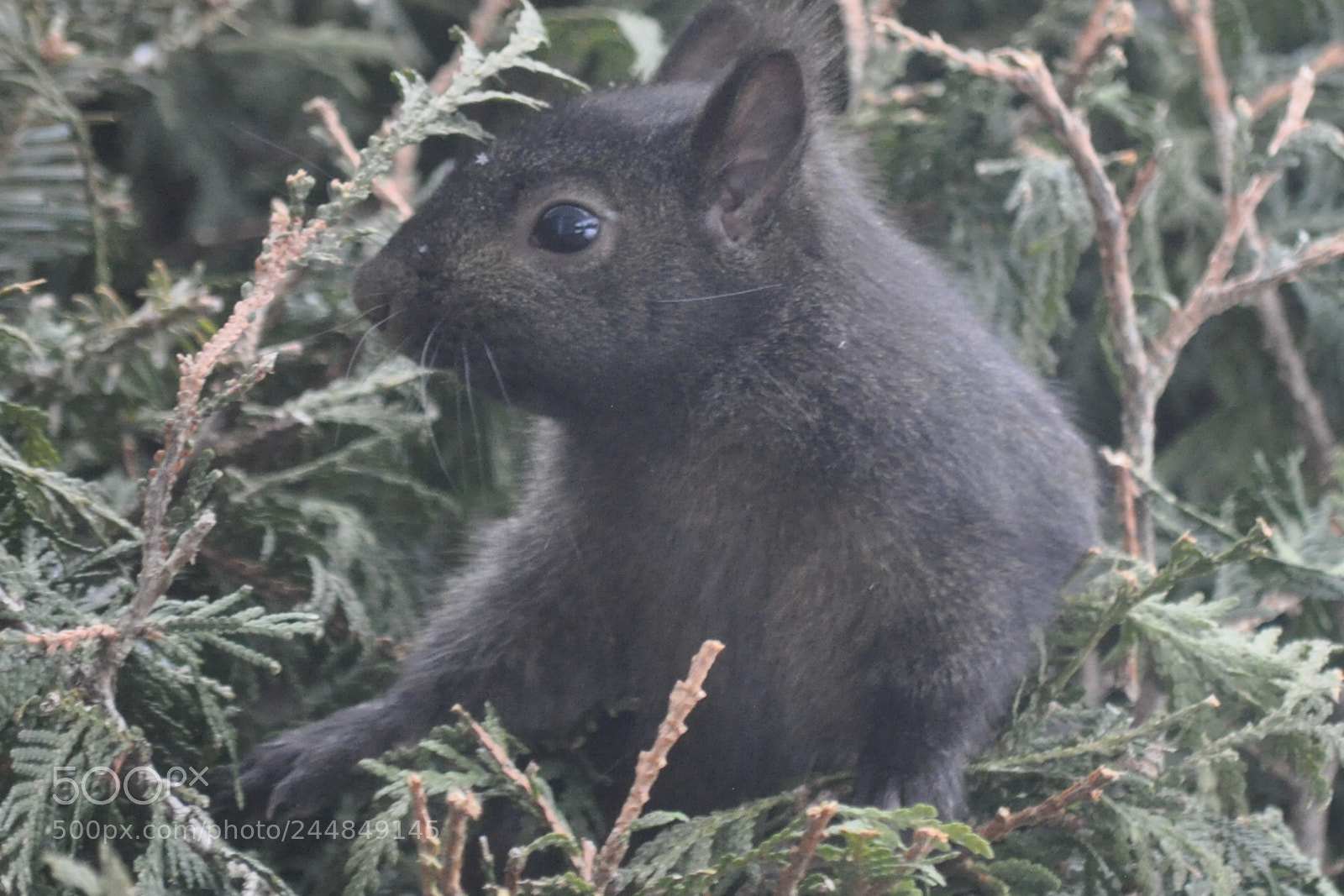 Nikon D5000 sample photo. Howdy human photography