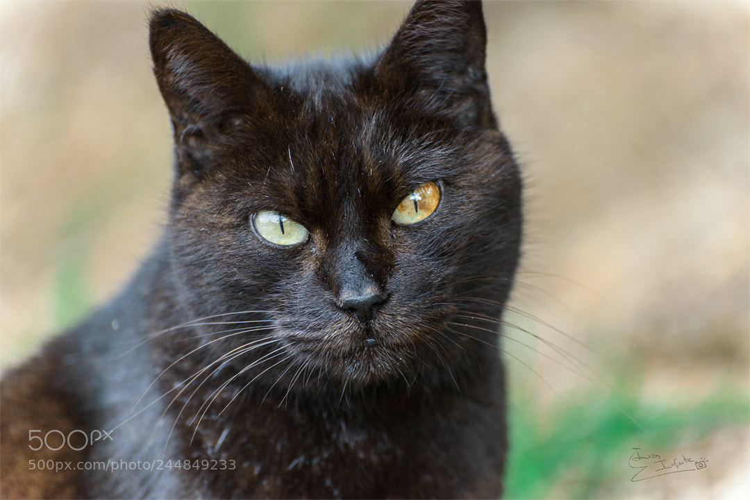 Nikon D800E sample photo. Occhi di gatto photography