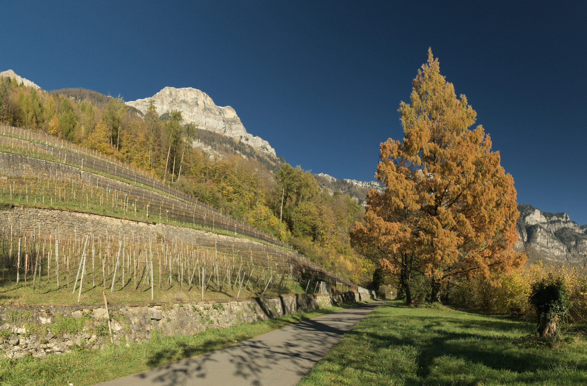 Nikon D300 sample photo. Vineyard sleeps photography