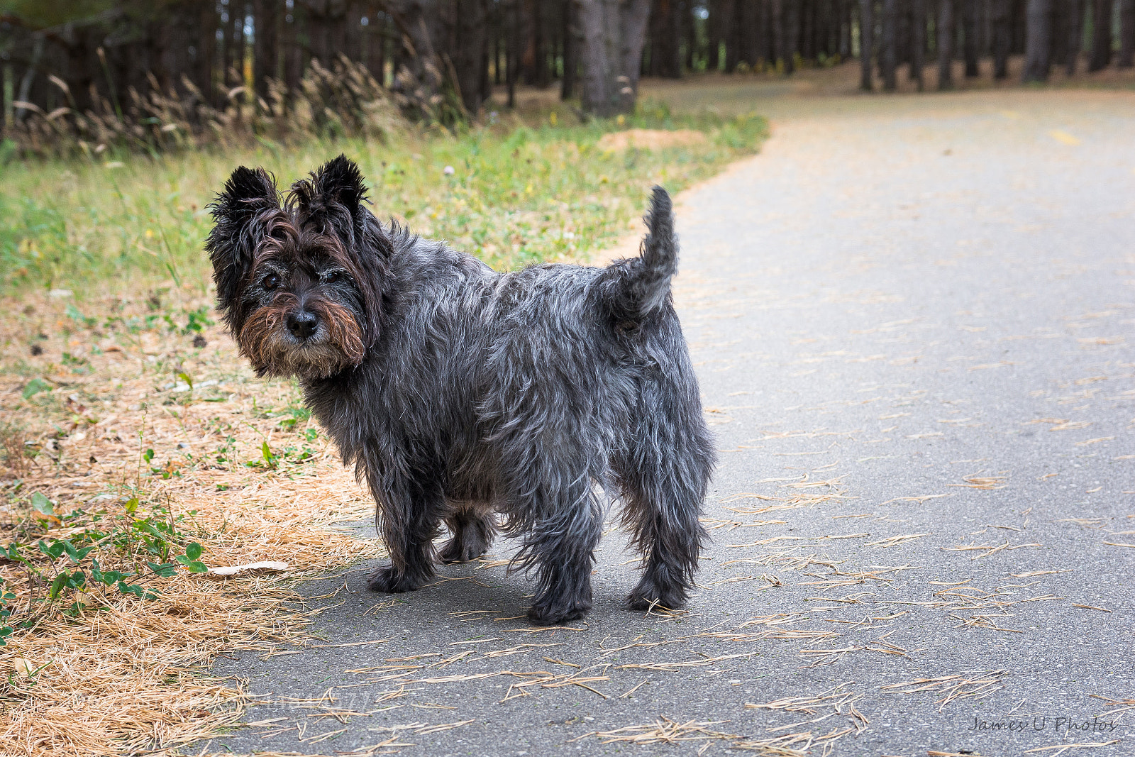 Nikon D7100 sample photo. Yellow brick road? photography