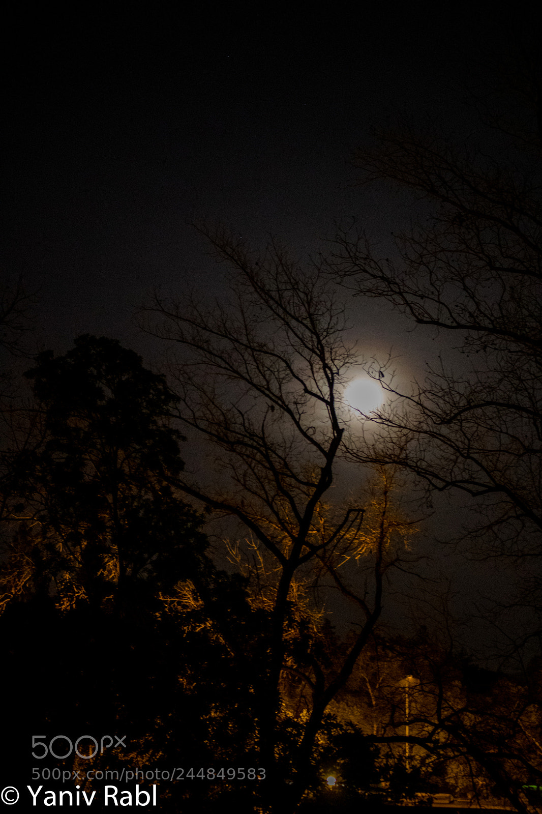 Canon EOS 750D (EOS Rebel T6i / EOS Kiss X8i) sample photo. Foggy moon through trees photography