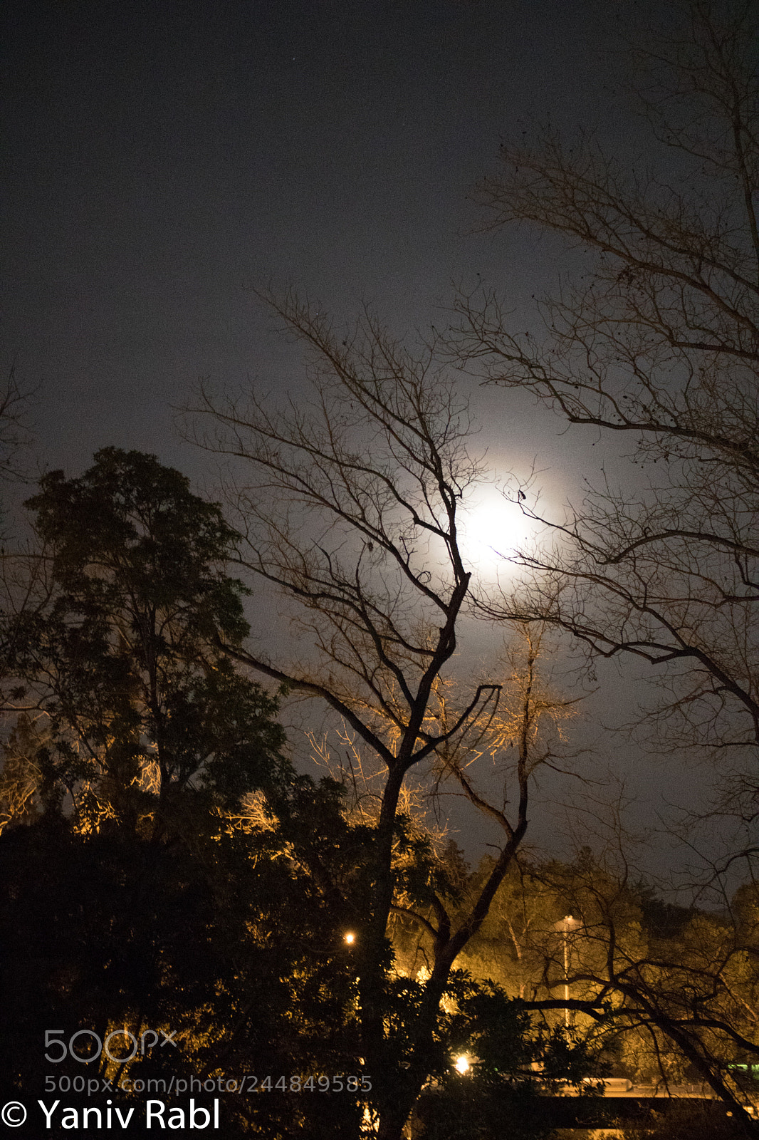 Canon EOS 750D (EOS Rebel T6i / EOS Kiss X8i) sample photo. Foggy moon through trees photography