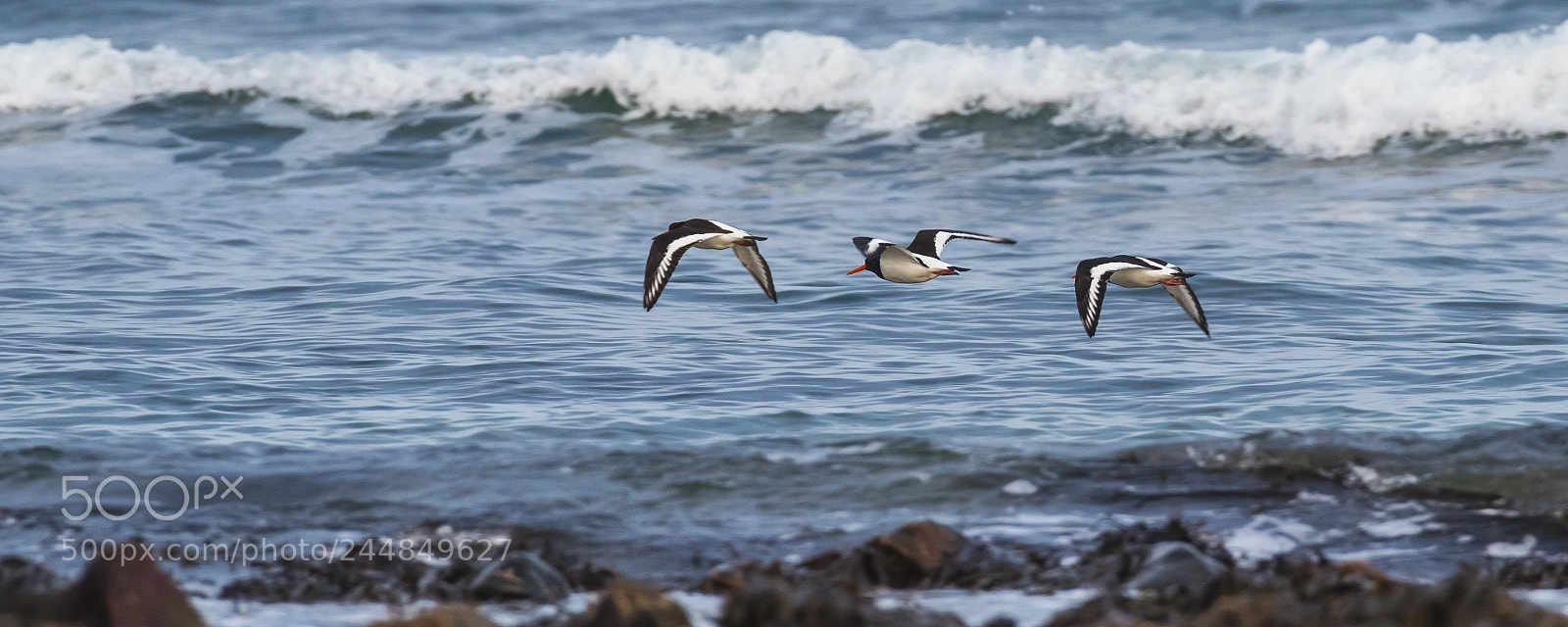 Pentax K-1 sample photo. Oyster catchers photography