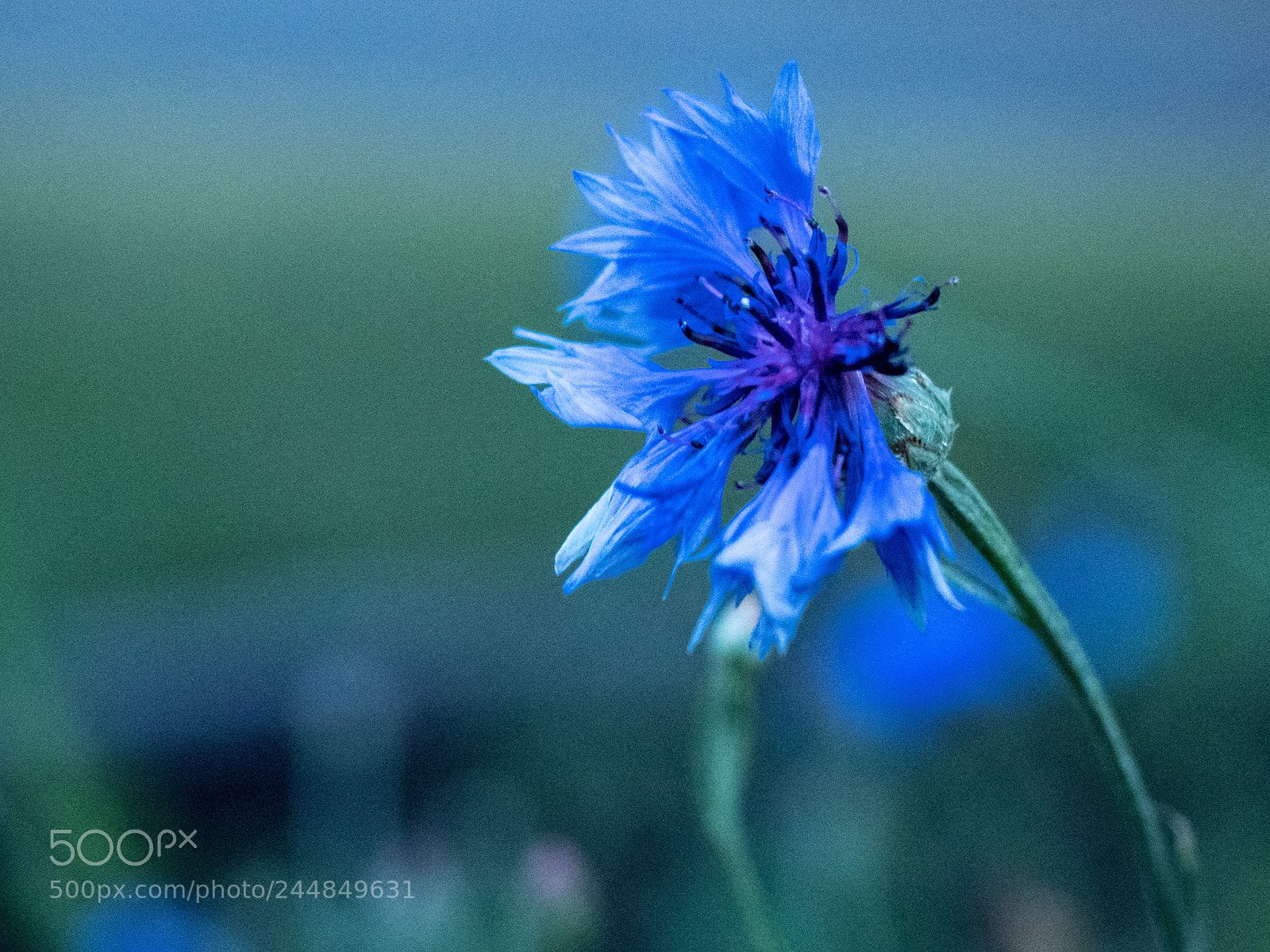 Olympus OM-D E-M1 Mark II sample photo. Shades of blue photography