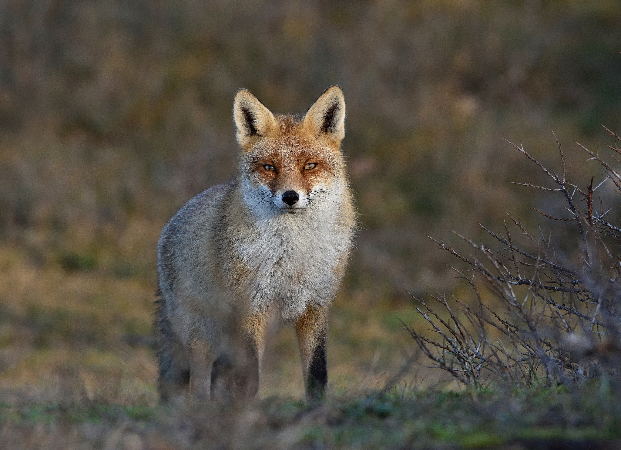 Sigma 150-500mm F5-6.3 DG OS HSM sample photo. That look.. photography