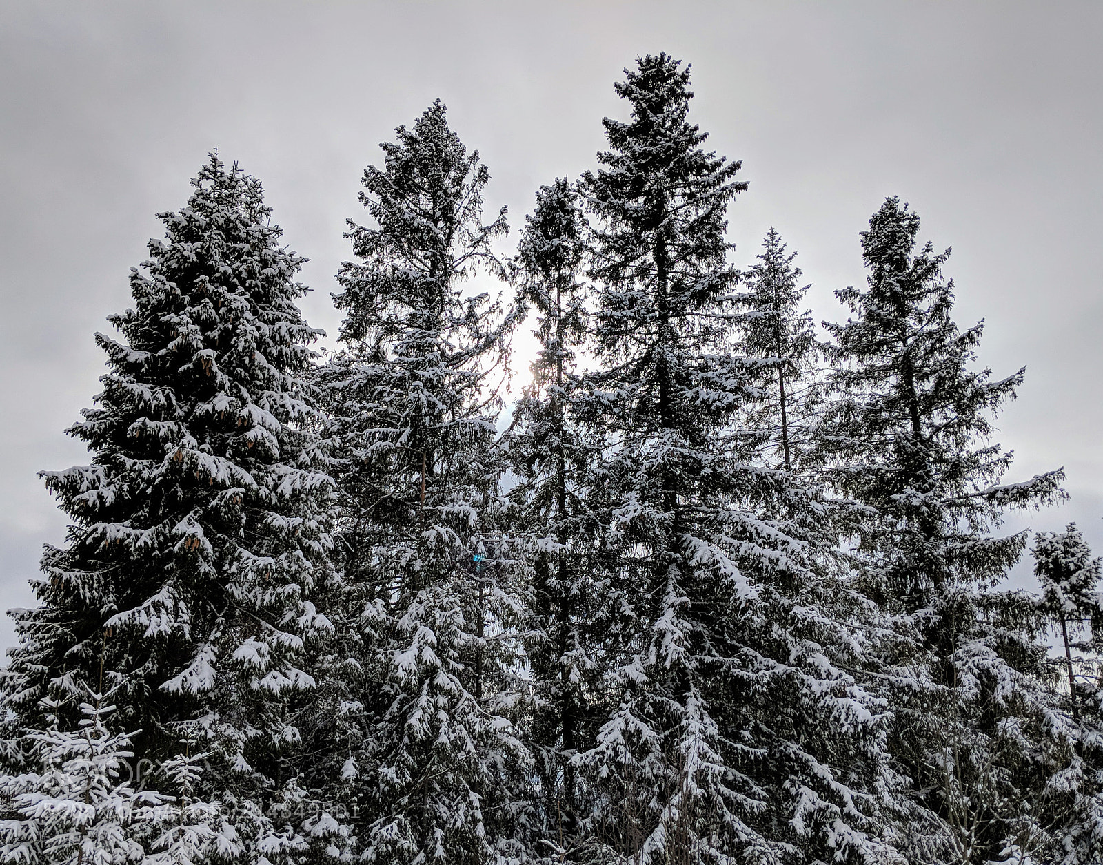 Google Pixel 2 XL sample photo. Untitled photography
