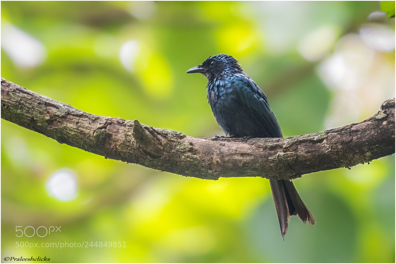 Nikon D500 sample photo. Bronze drongo photography