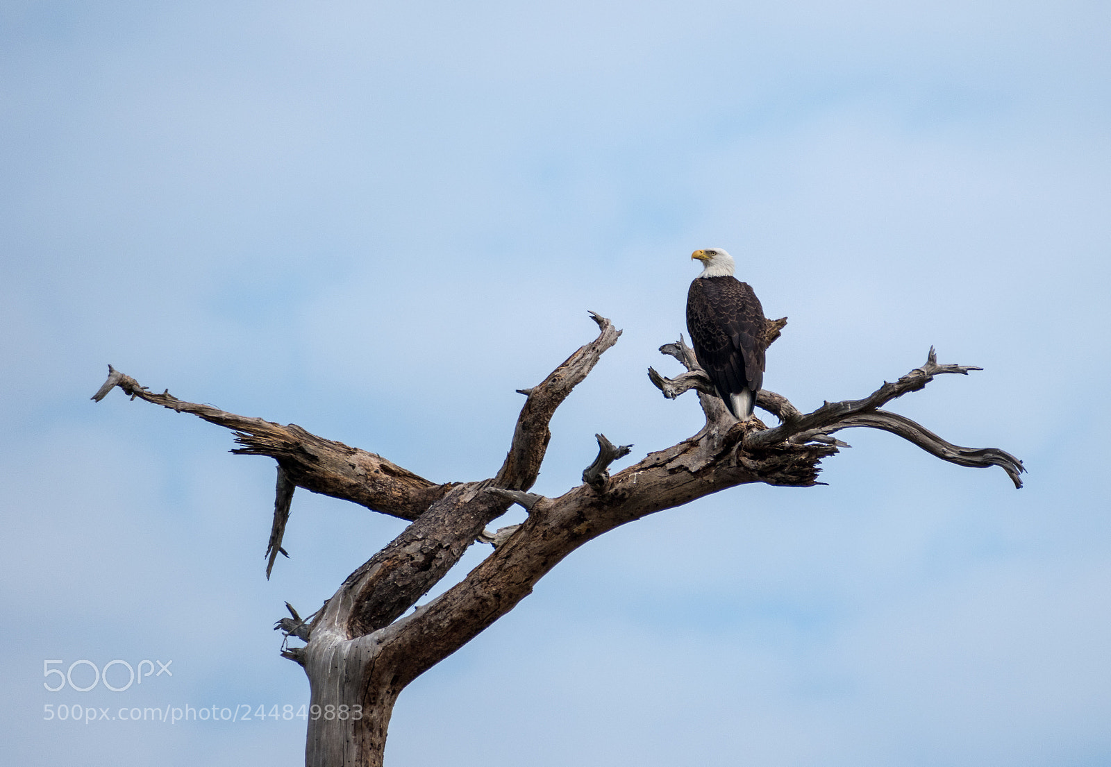Nikon D5500 sample photo. American bald eagle photography